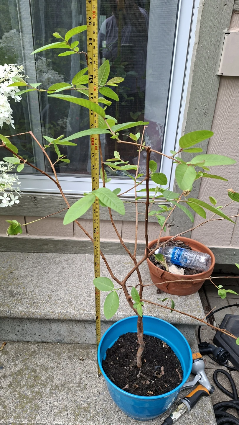 Guava Tree in Blue Pot - photo 4