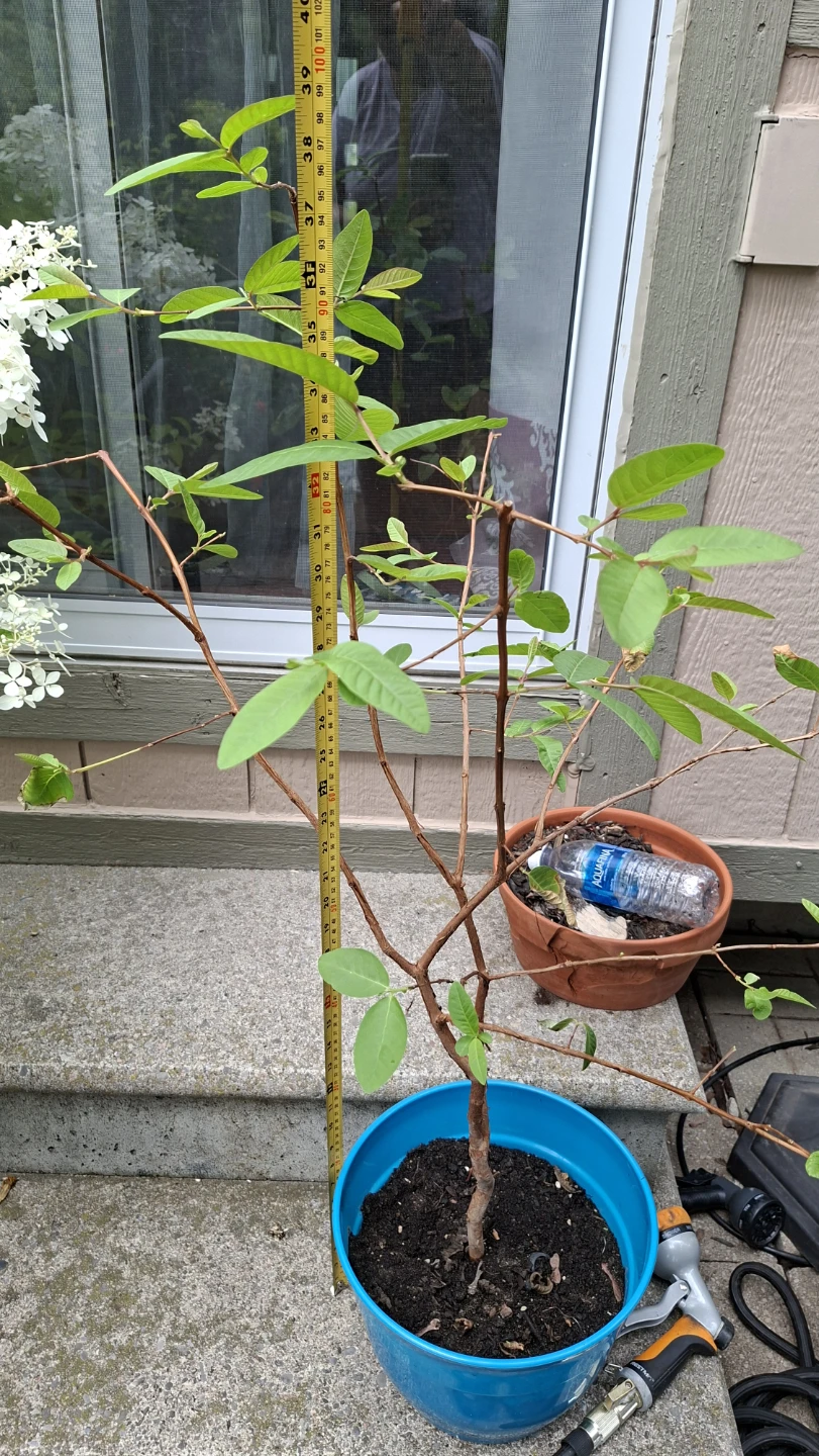Guava Tree in Blue Pot - photo 5