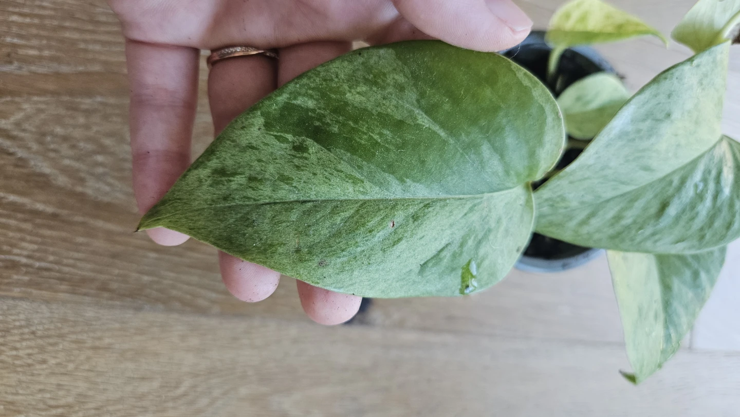 Pothos Snow Queen 4 - photo 2