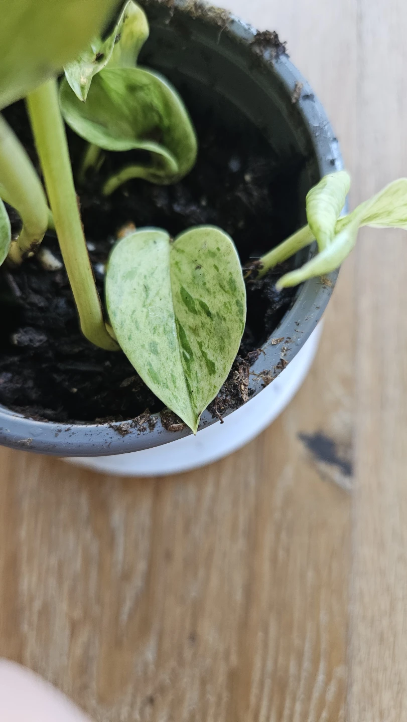Pothos Snow Queen 4 - photo 3