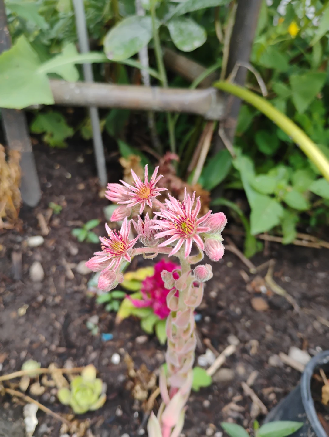Sempervivum Plant with Pink Blooms in Cat Pot