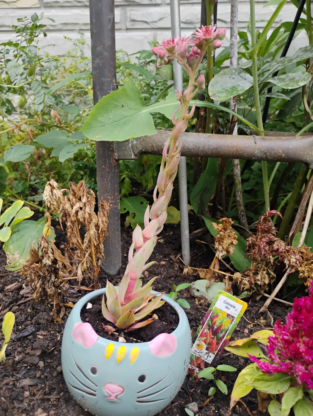 Sempervivum Plant with Pink Blooms in Cat Pot - photo 2