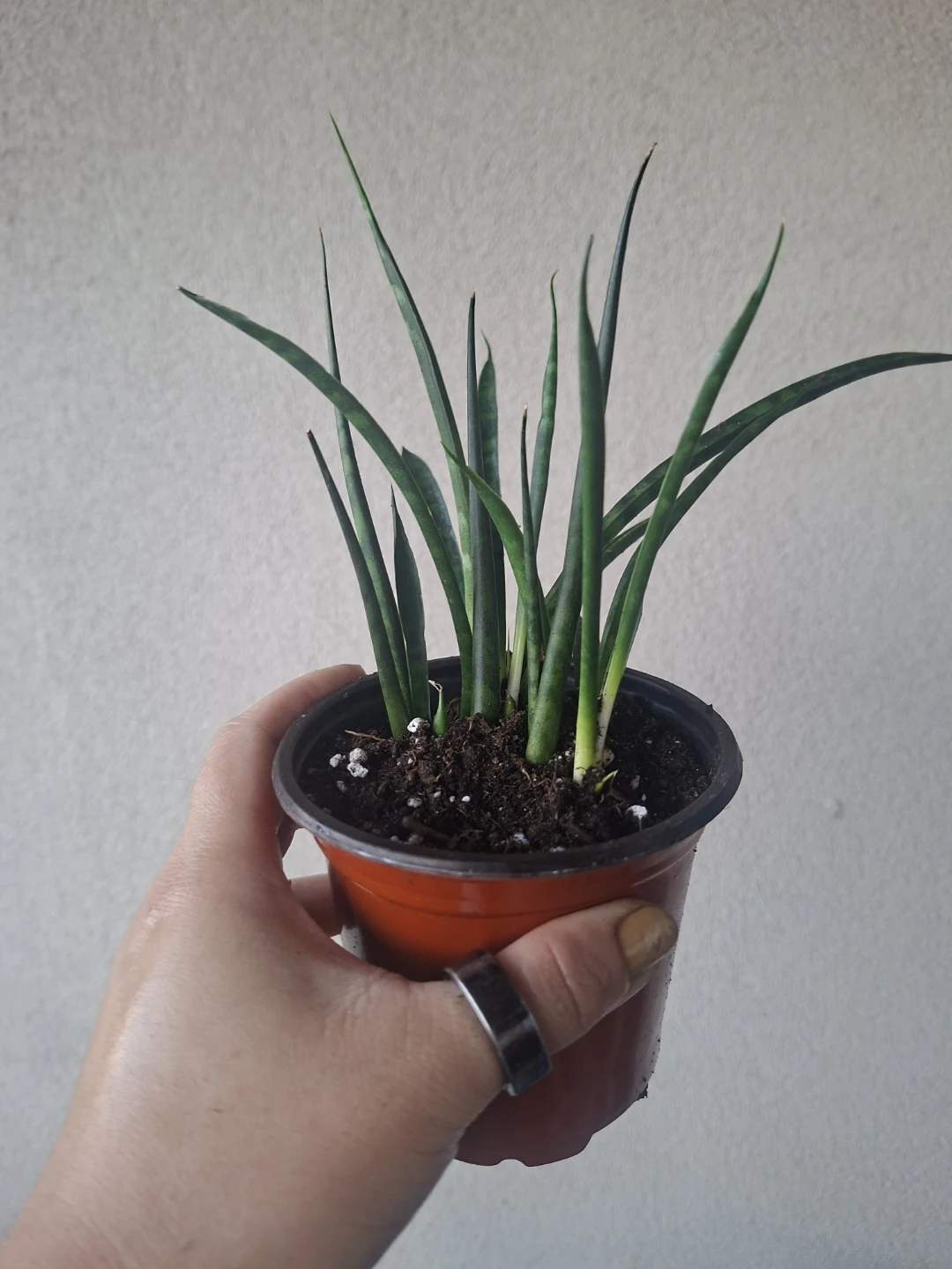Sansevieria Fernwood Mikado/Fernwood Snake Plant #1