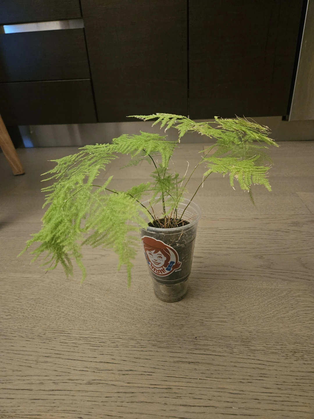 Asparagus Fern Plant