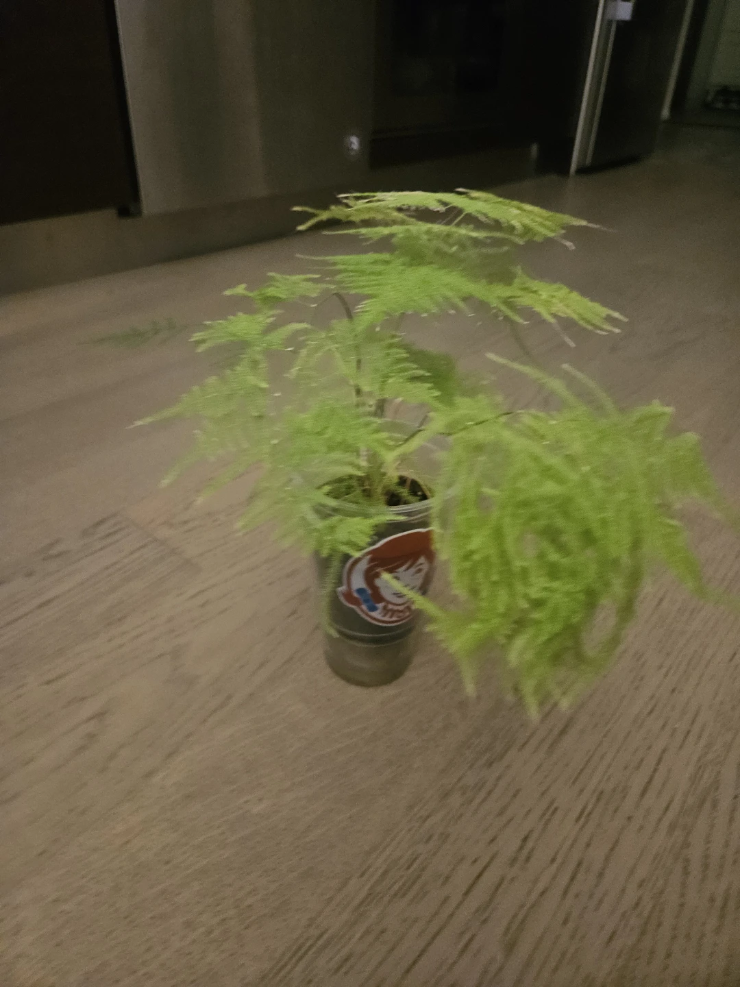 Asparagus Fern Plant - photo 2
