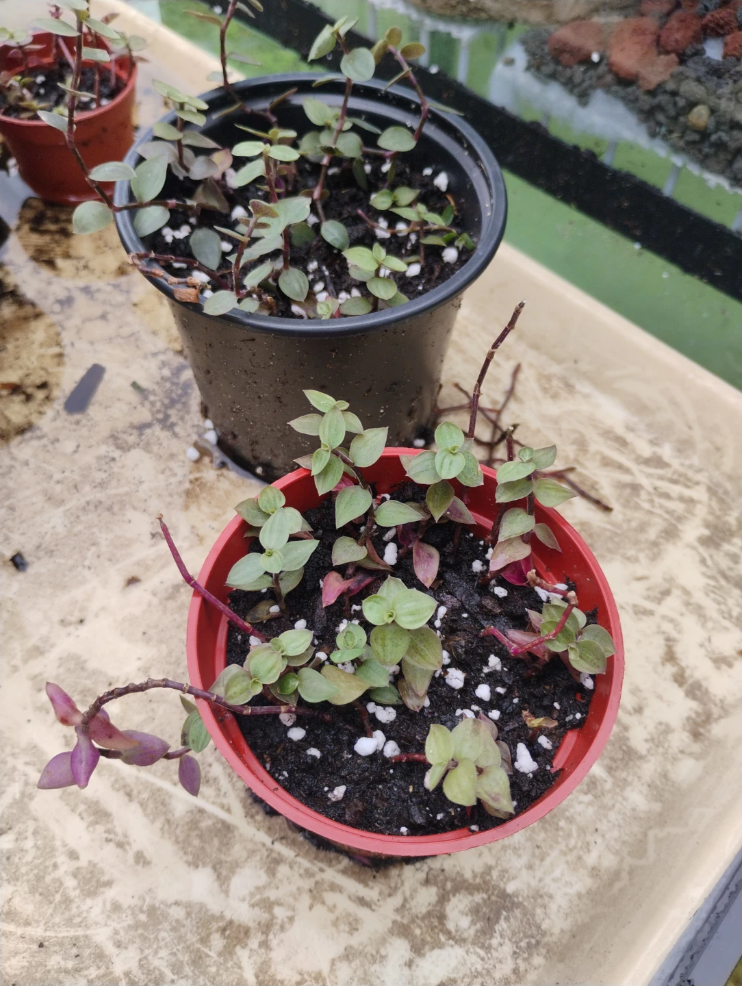 Tradescantia Zebrina Plant in Pot