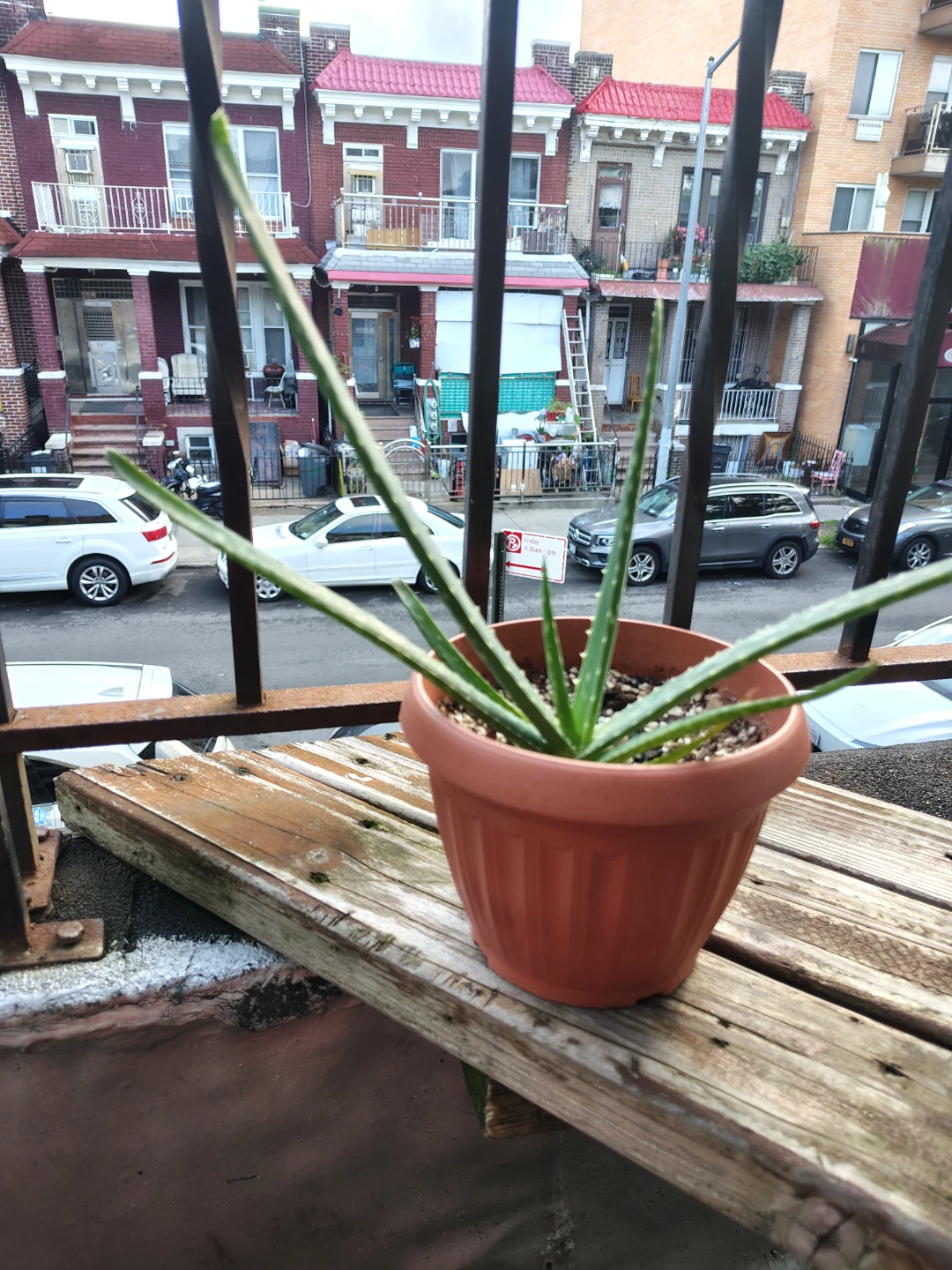 Aloe Vera Plant in Pot $13
