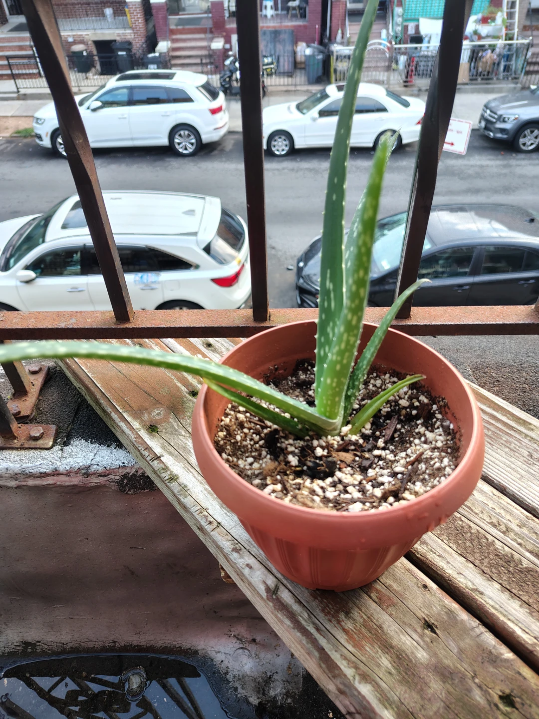 Aloe Vera Plant in Pot $13 - photo 2