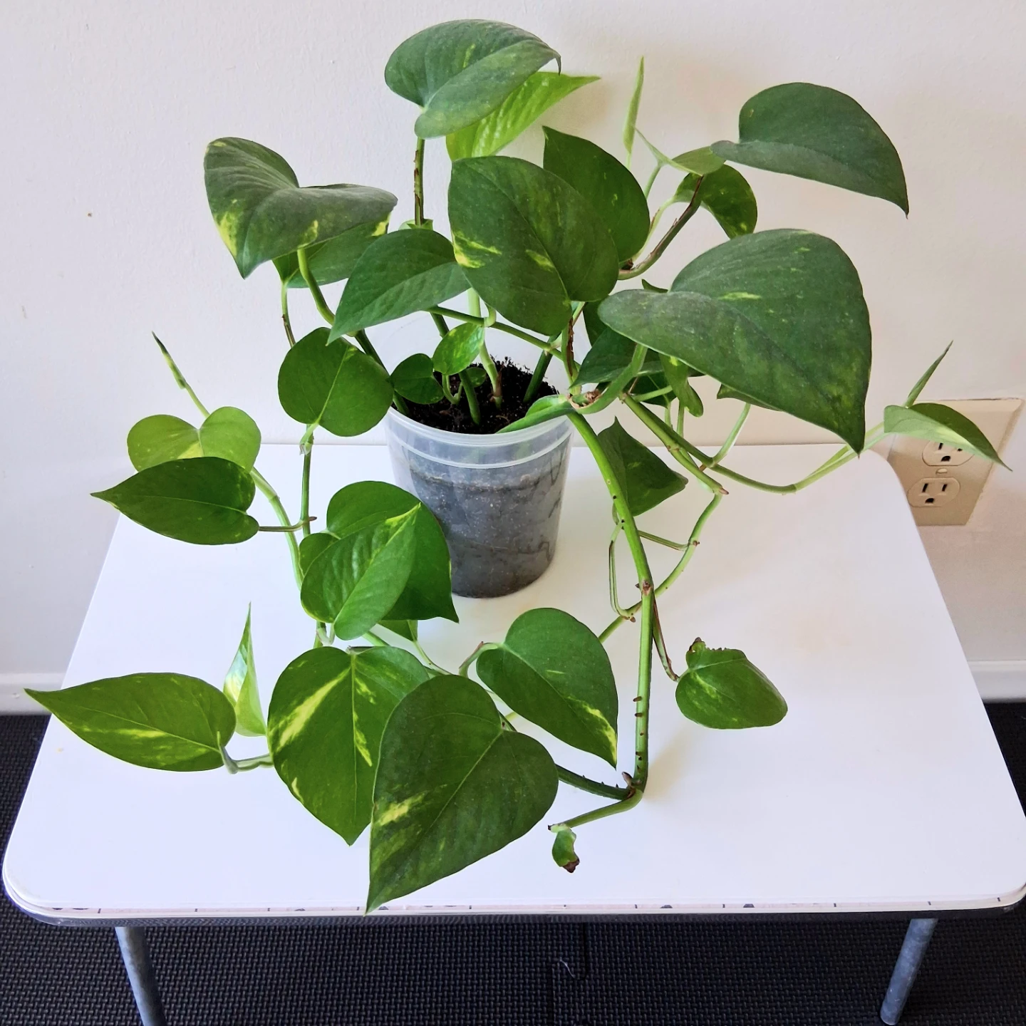 🌱 Golden Pothos 🌻
