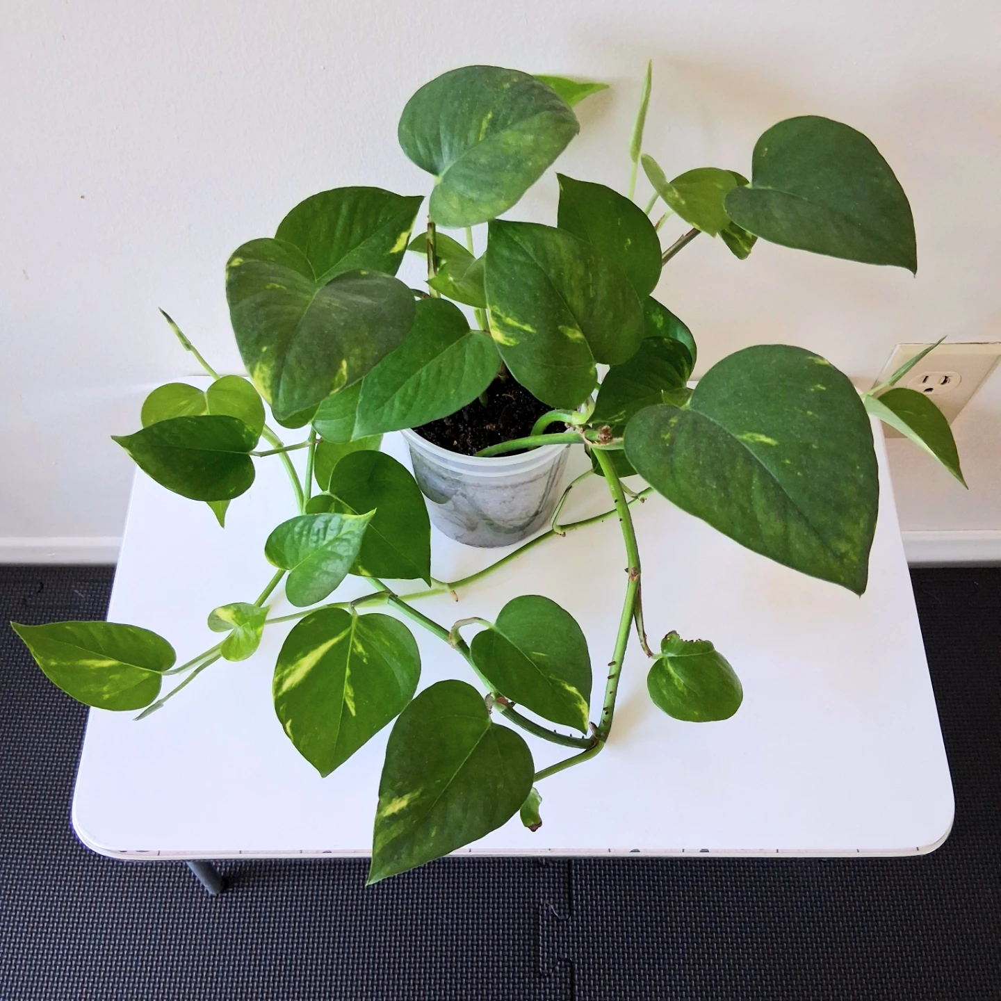 🌱 Golden Pothos 🌻 - photo 2
