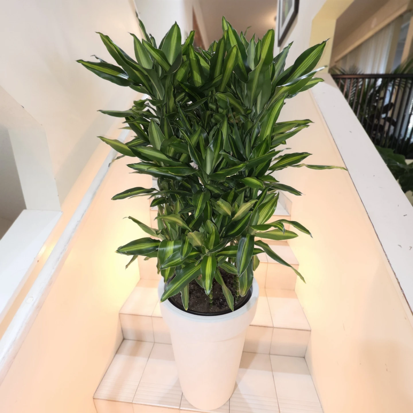 Dracaena Cintho Plant in White Pot