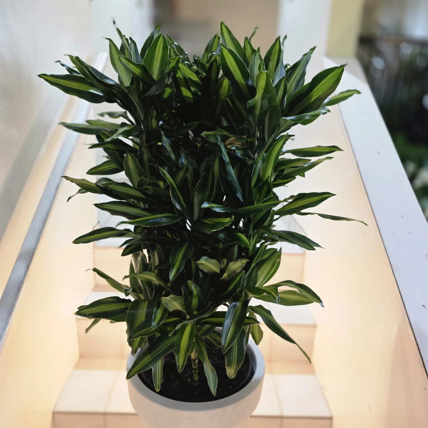 Dracaena Cintho Plant in White Pot - photo 3