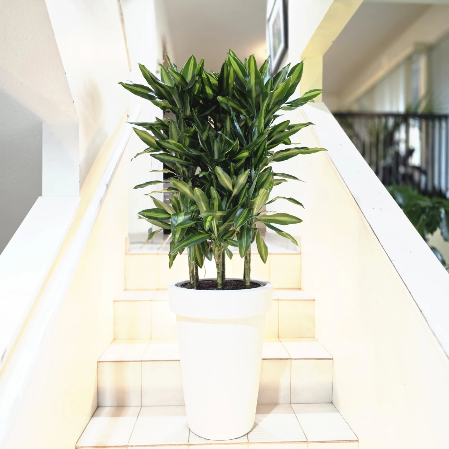 Dracaena Cintho Plant in White Pot - photo 4