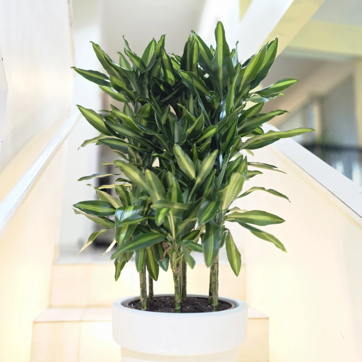 Dracaena Cintho Plant in White Pot - photo 5