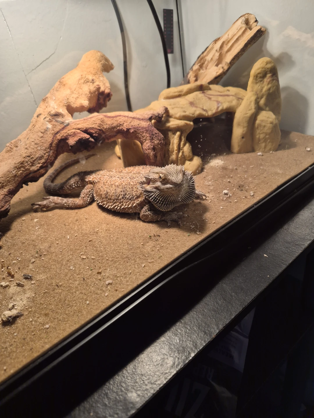 Vendo vivario para dragon barbudo y también un dragón barbudo