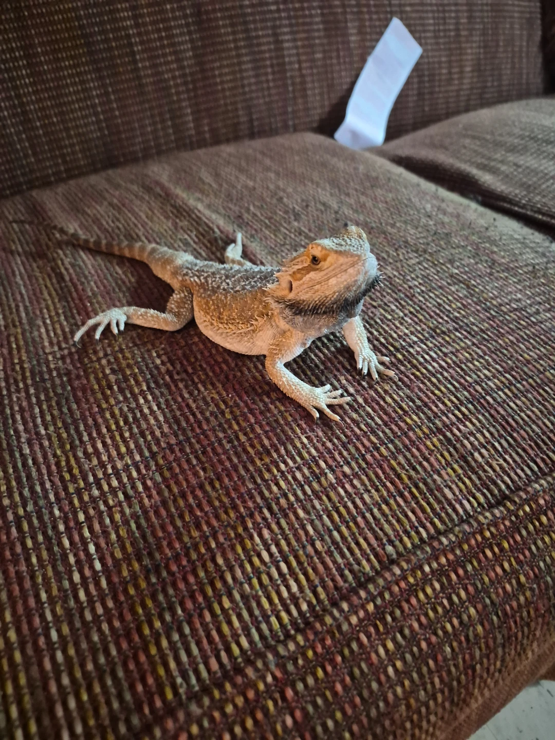 Vendo vivario para dragon barbudo y también un dragón barbudo - photo 3