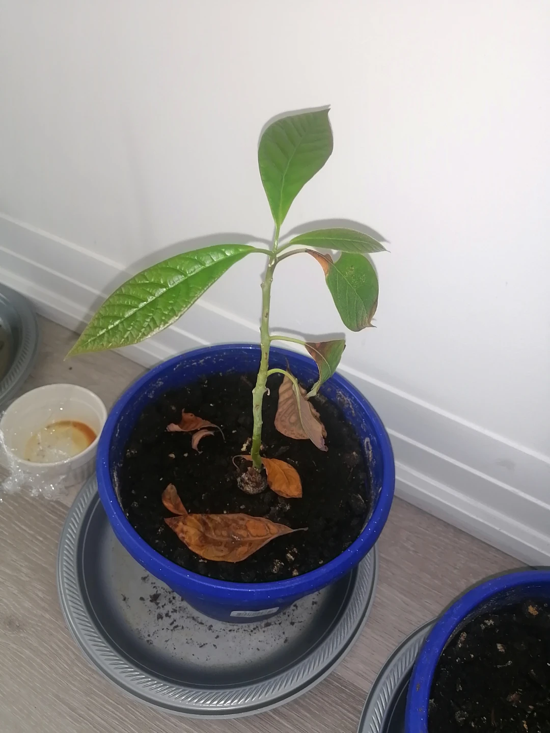 Avocado Plant in Pot - photo 2
