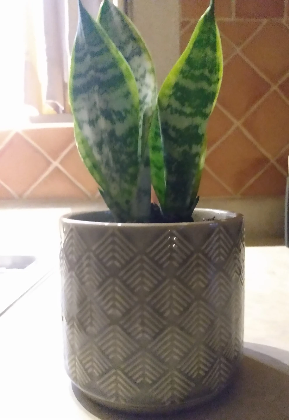 Healthy Snake Plant in Decorative Geometric pattern Ceramic Pot