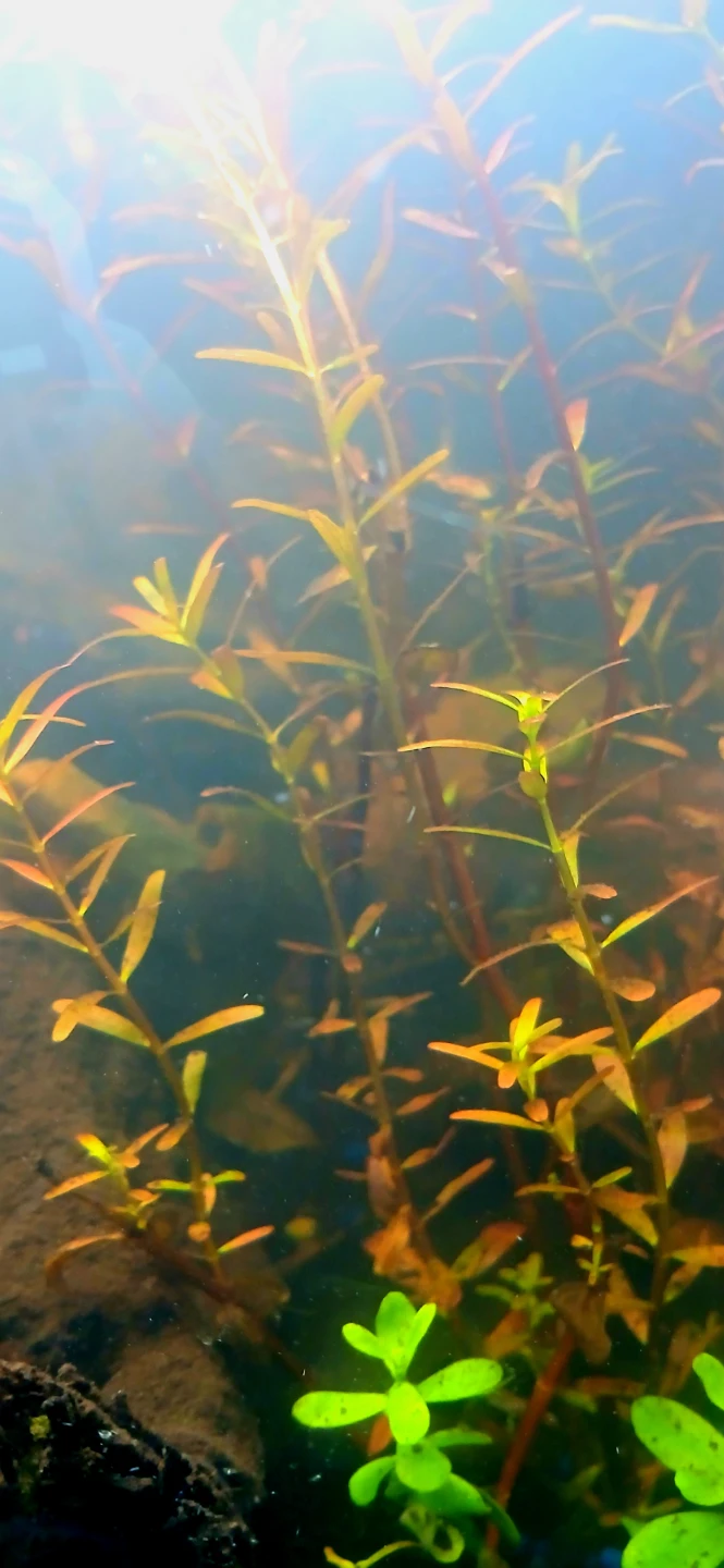 Rotala Rotundifolia Reddish - Aquatic Plant Cuttings