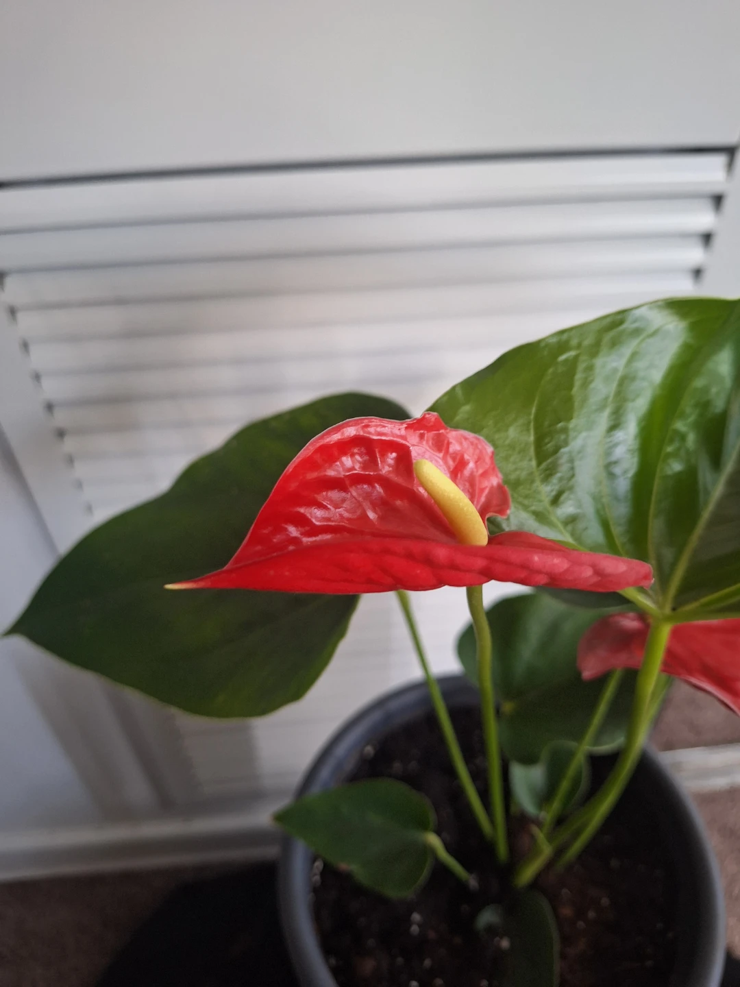 Anthurium Plant with Red Flowers - photo 2