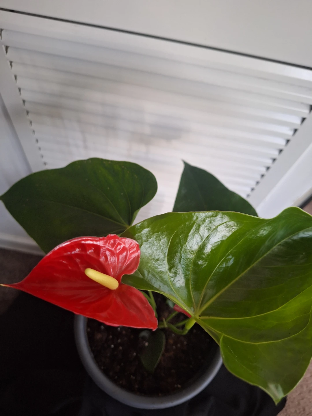 Anthurium Plant with Red Flowers - photo 3