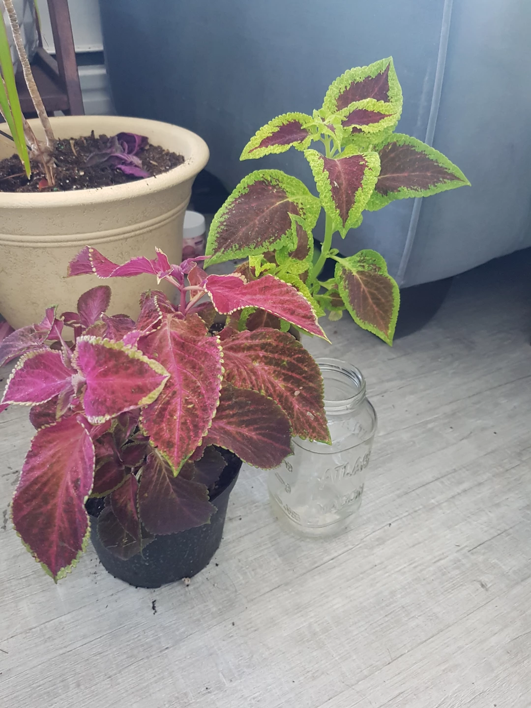 Potted Coleus Plant