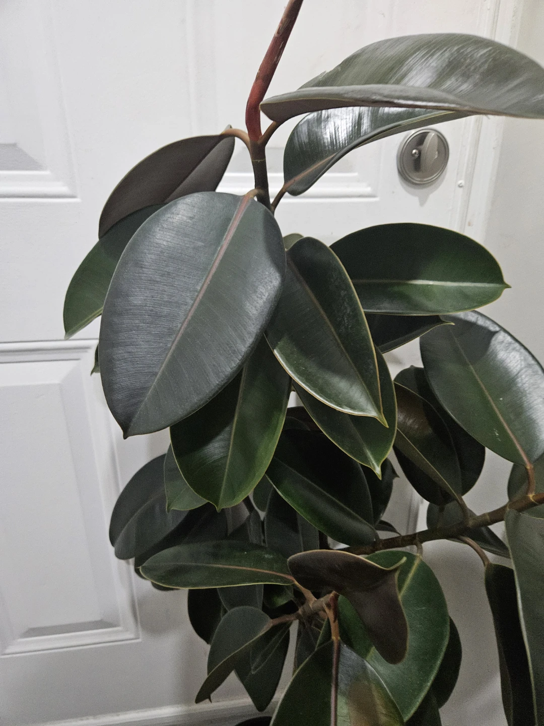Rubber Plant standard