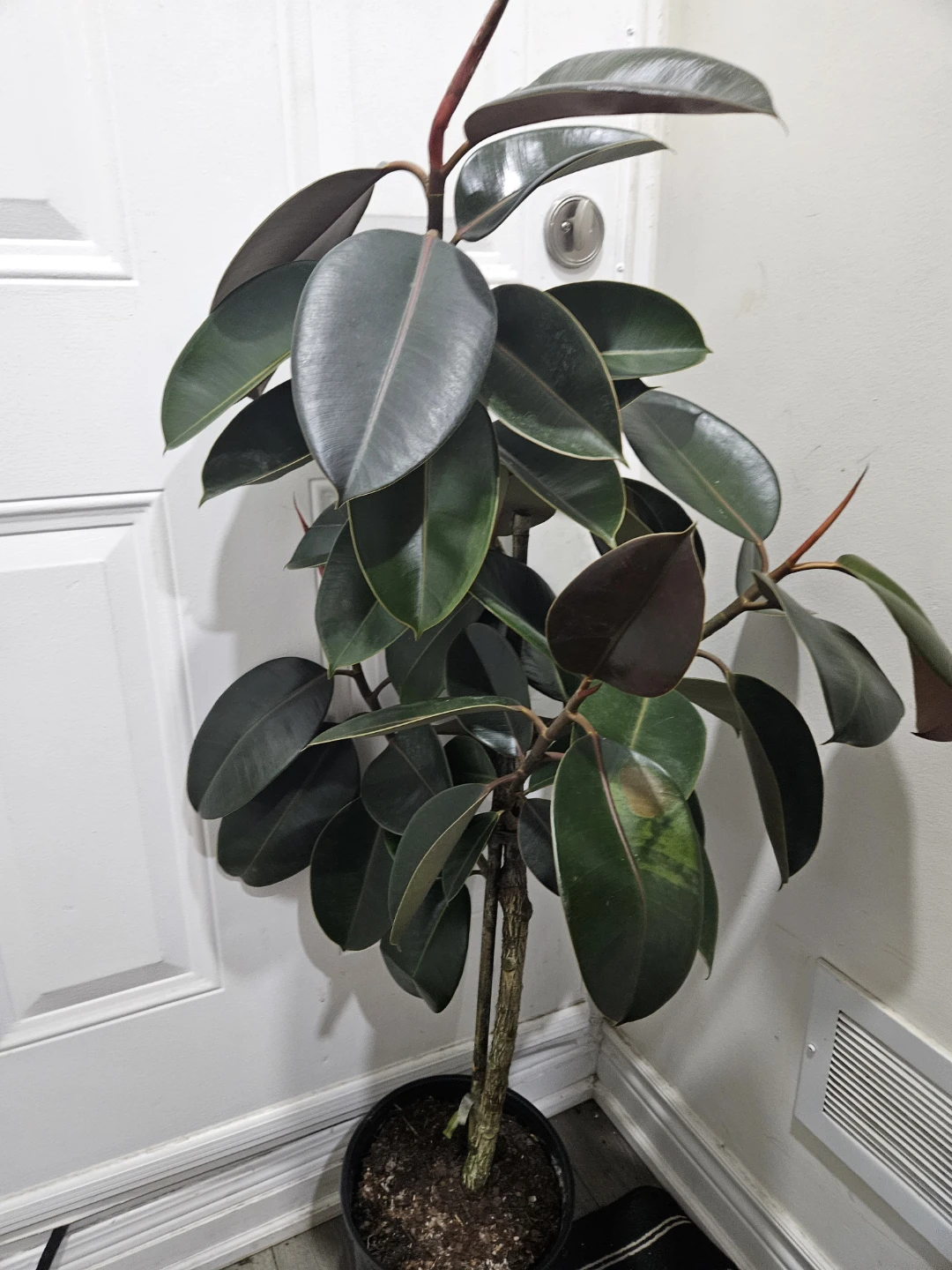 Rubber Plant standard - photo 3