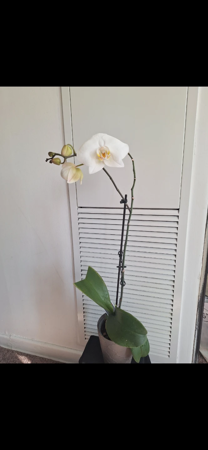 White Phalaenopsis Orchid Plant - photo 2