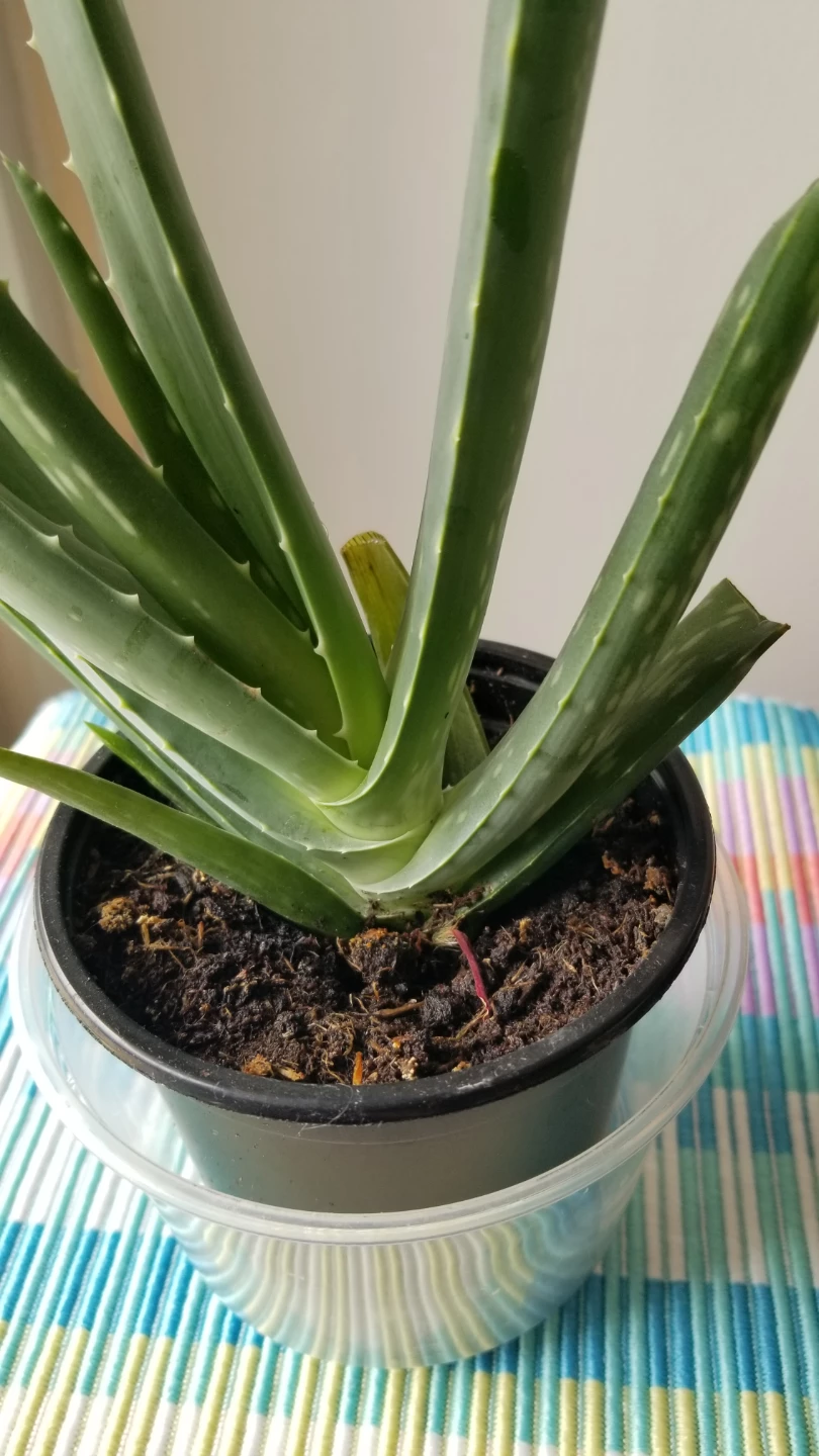 Aloe Vera Plant - photo 3