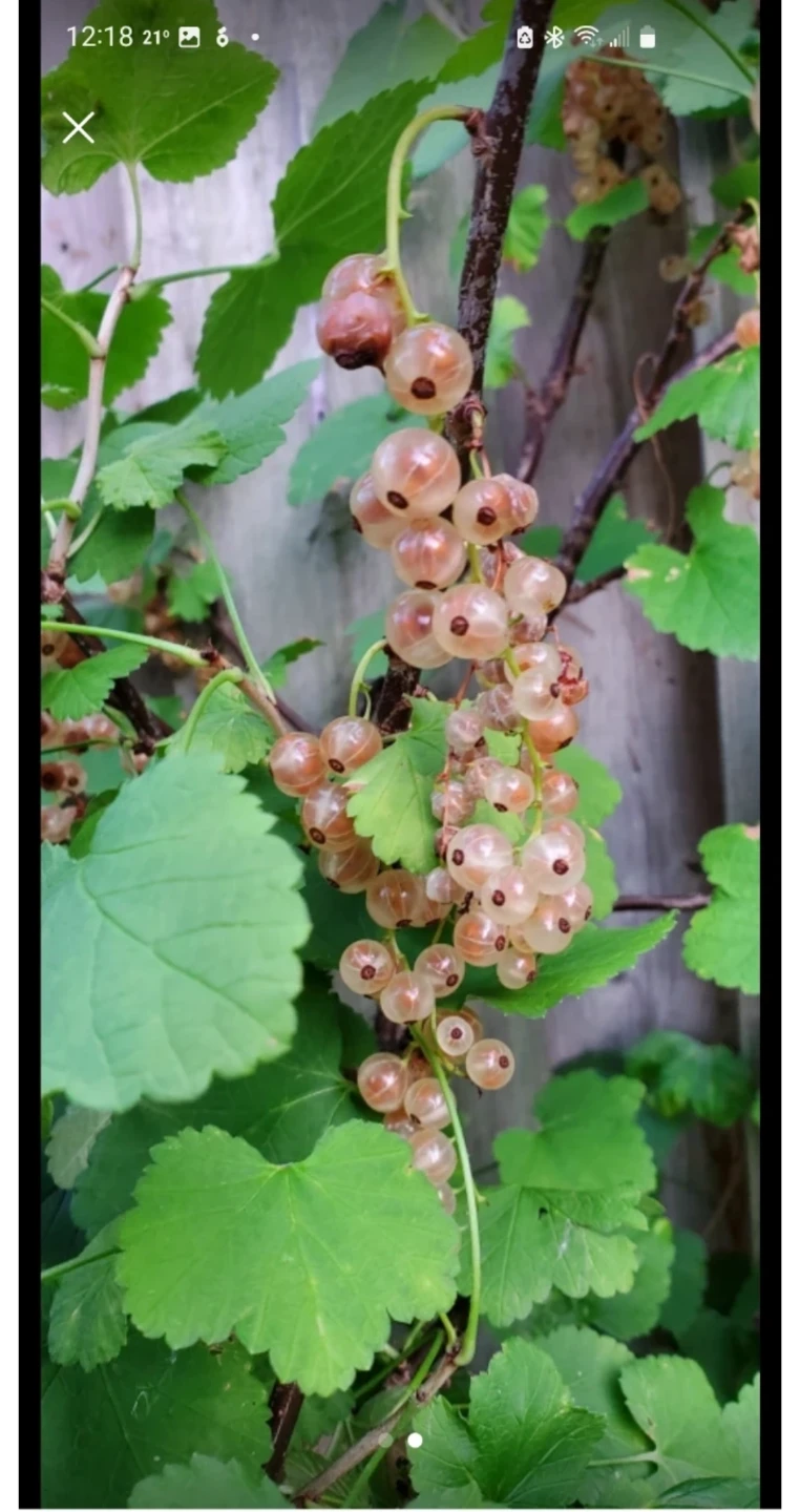 Gooseberry - photo 2