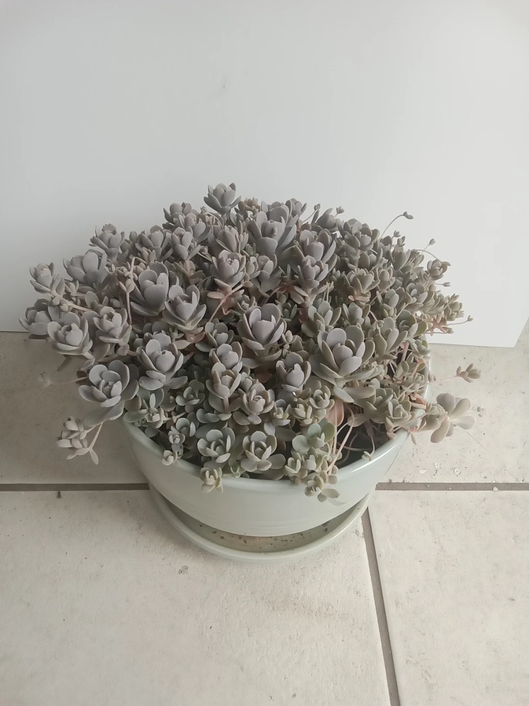 Dunce Cap    perennial  7 inch pot