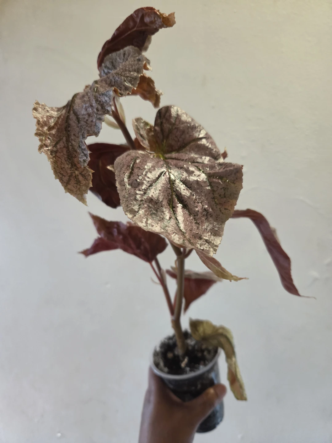 Begonia Plant ✨️🪴🩷