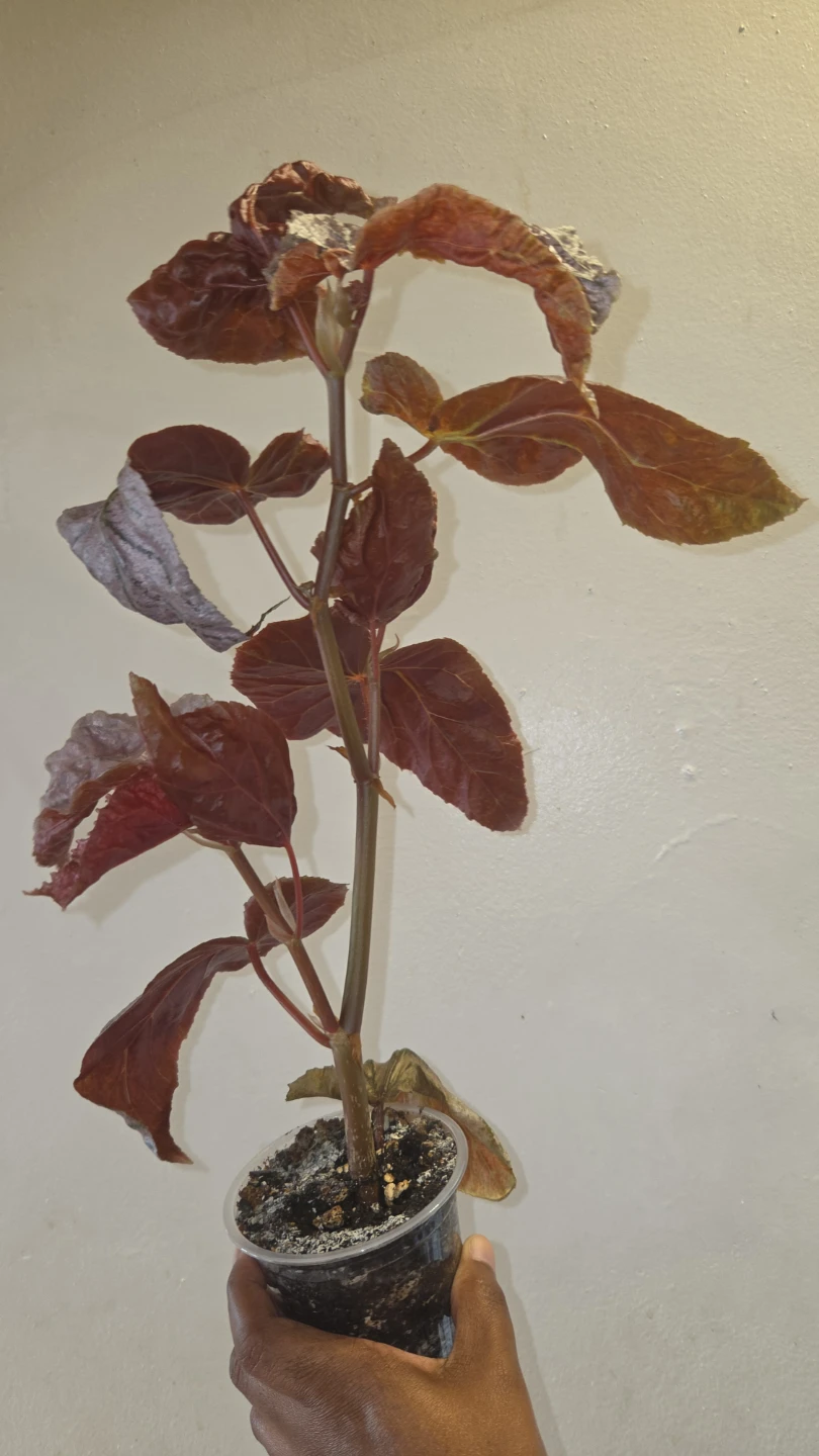 Begonia Plant ✨️🪴🩷 - photo 2