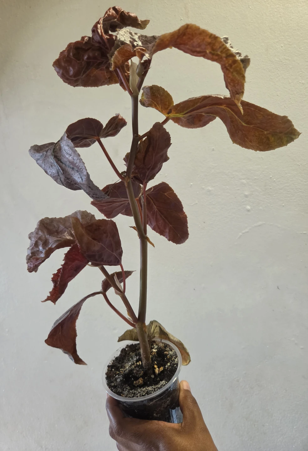 Begonia Plant ✨️🪴🩷 - photo 3