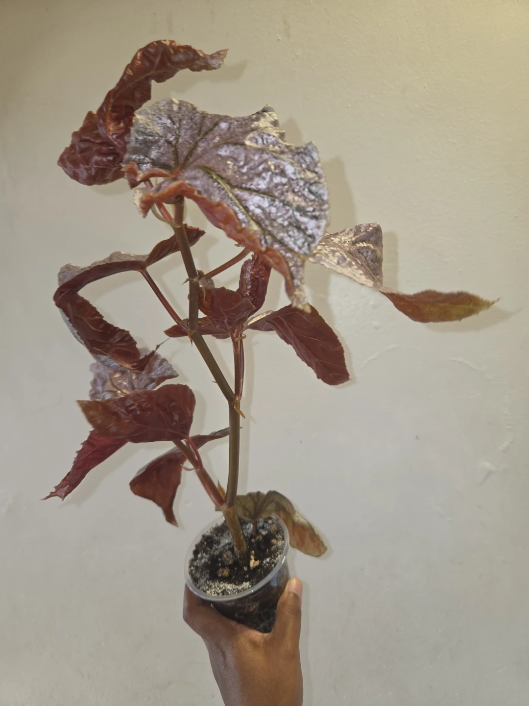Begonia Plant ✨️🪴🩷 - photo 4