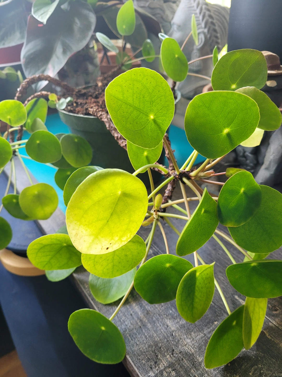 Pilea Peperomioides Plant