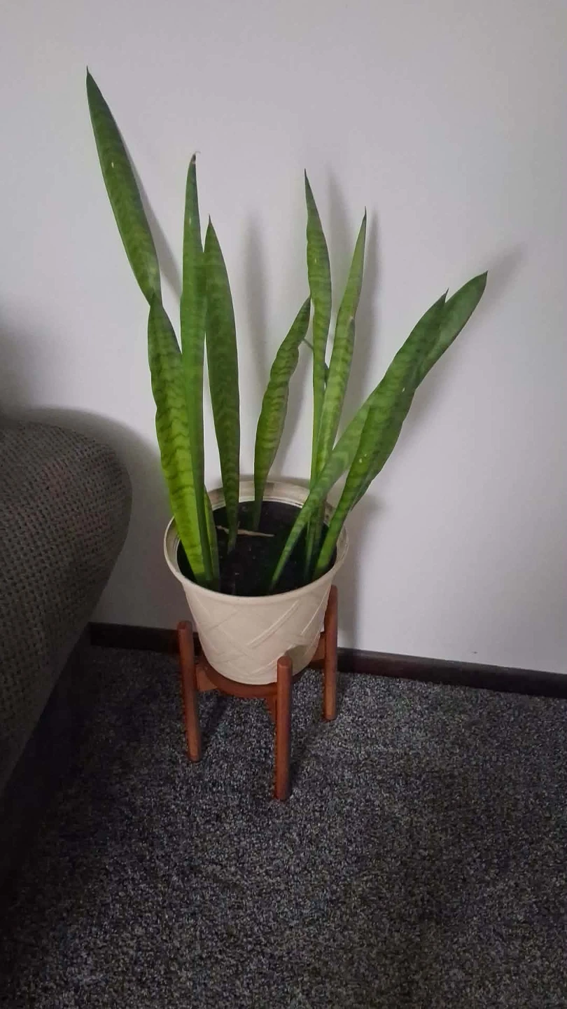 Snake Plant in Pot with Stand (2 total)