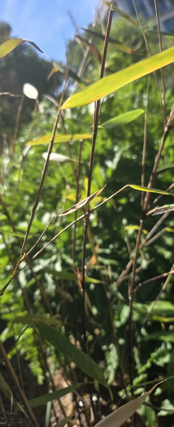 Purple Bamboo 5FT Free delivery - photo 3