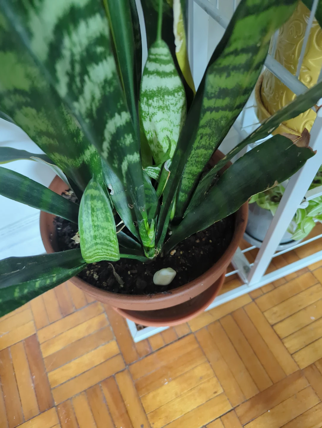 Snake Plant in Terracotta Pot - photo 2