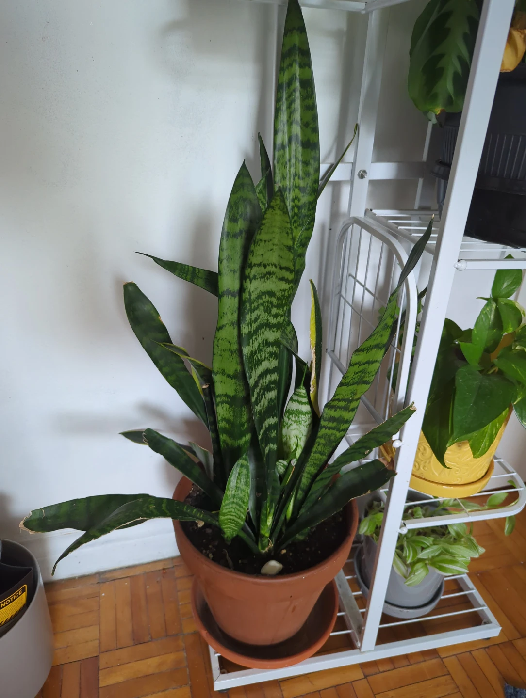 Snake Plant in Terracotta Pot - photo 4