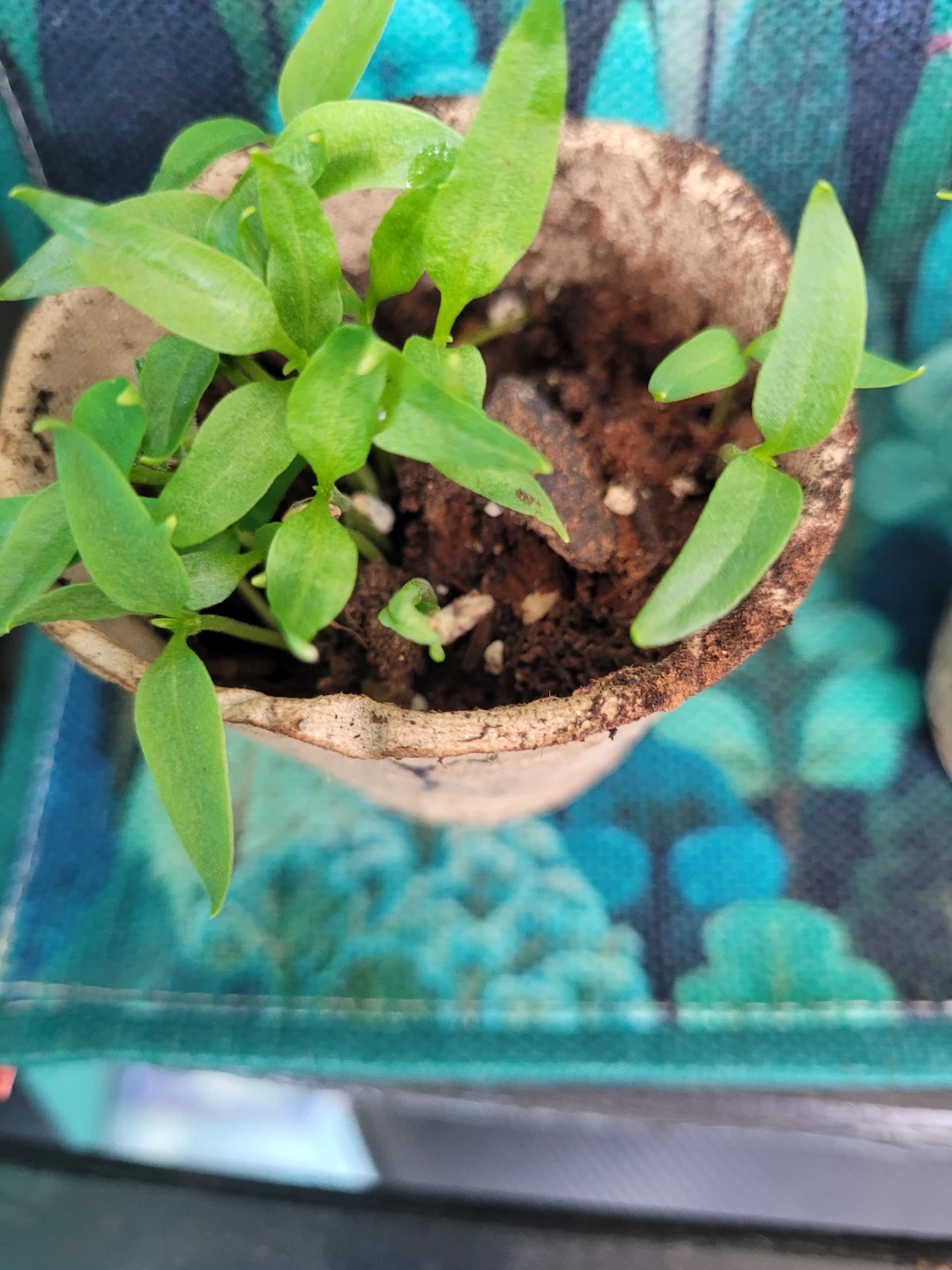 Seedling Plants in Peat Pots
