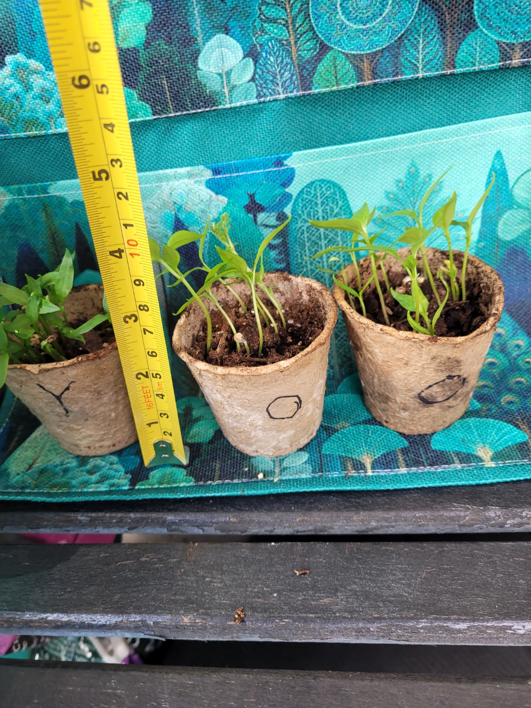 Seedling Plants in Peat Pots - photo 2