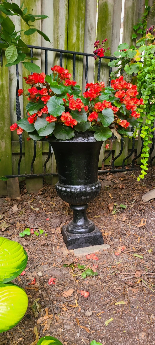 2 Different Cast Iron Urns $75 EA with Plants!