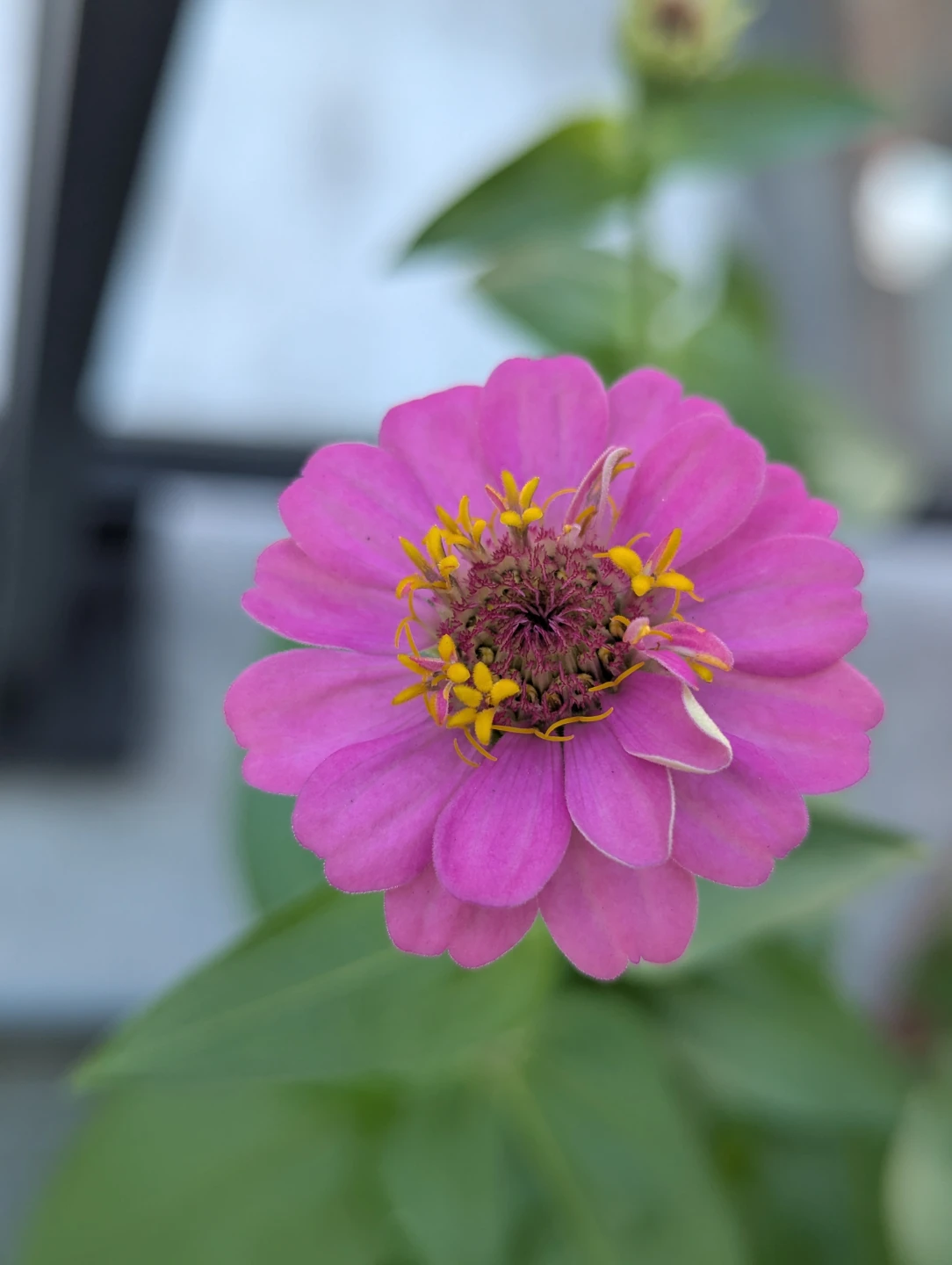 Pink Zinnia Flower Plant - photo 2
