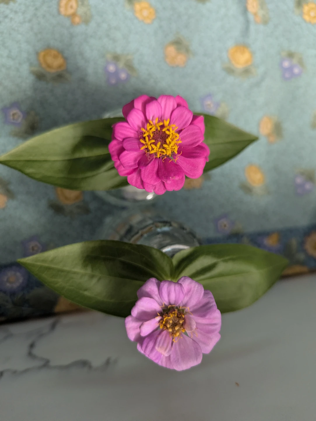 Pink Zinnia Flower Plant - photo 4
