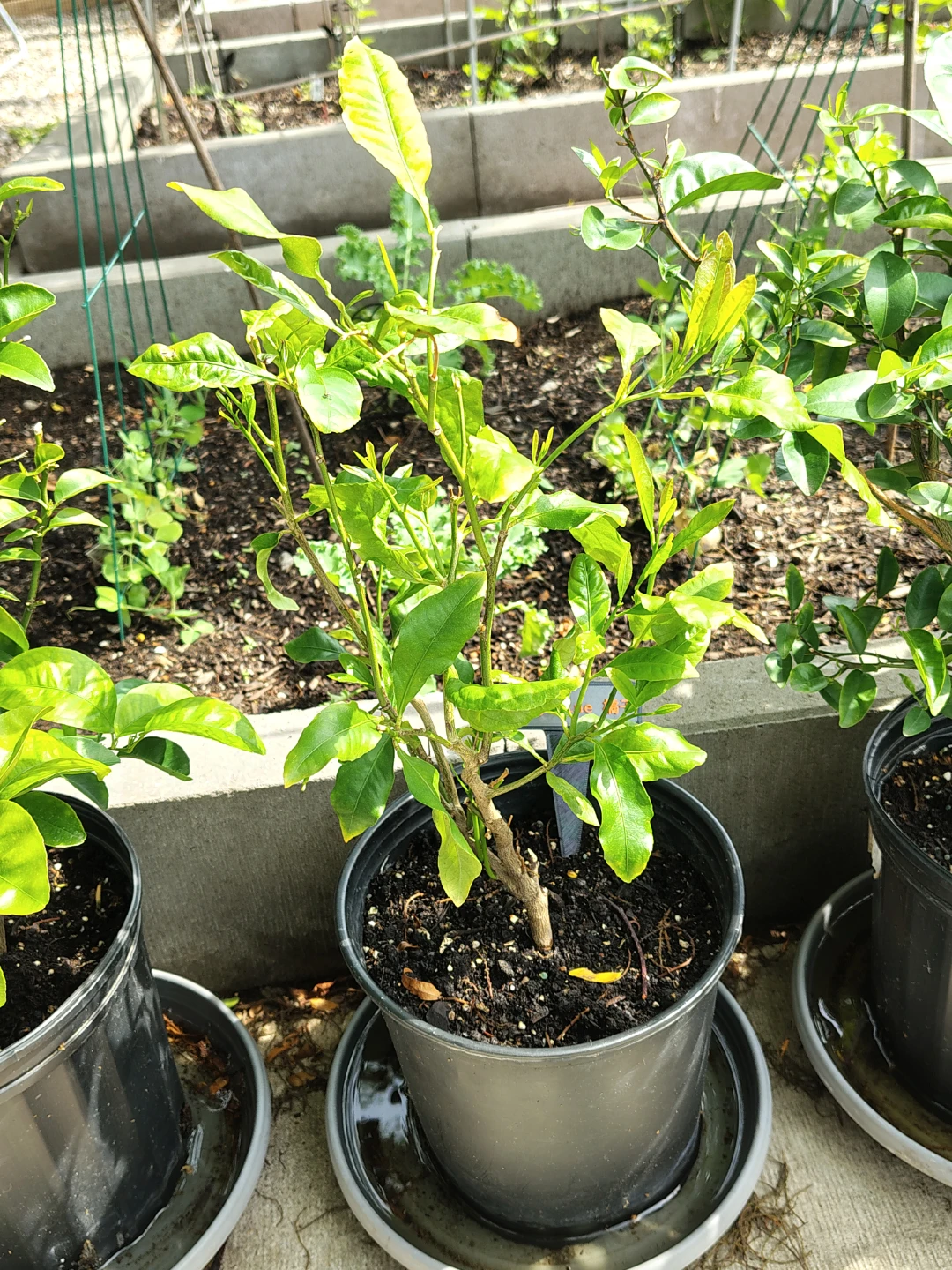 Tangerine Tree Plant - photo 2