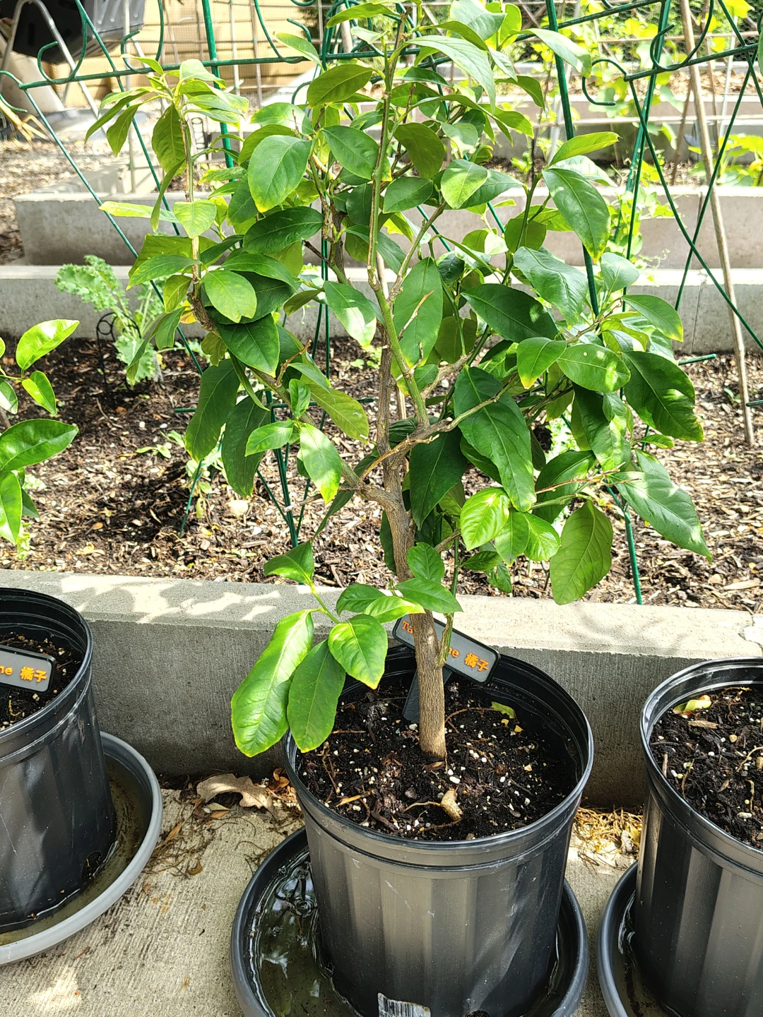 Tangerine Tree Plant - photo 4