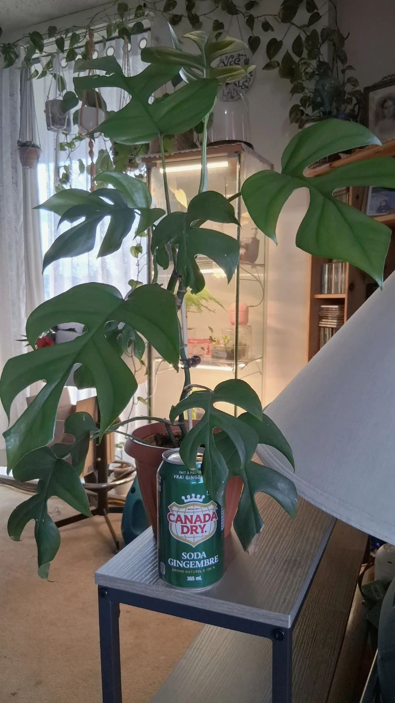 Rhaphidophora Tetrasperma Plant - photo 2