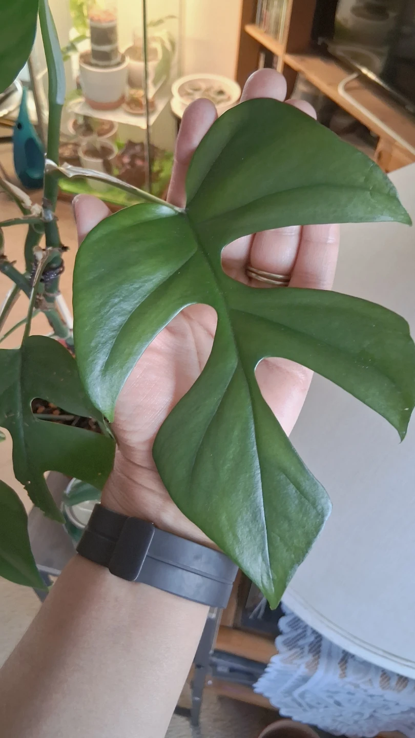 Rhaphidophora Tetrasperma Plant - photo 3